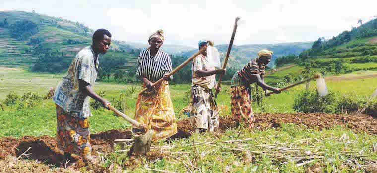 UDB launches fintech for smallholder farmers to access credit finance