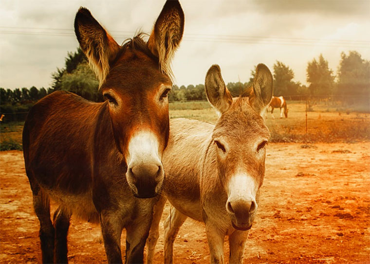 donkeys-on-a-farm