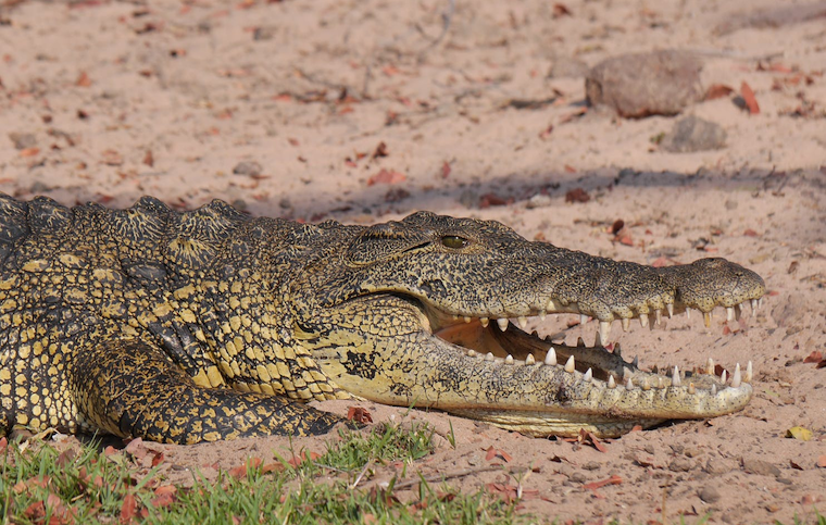 Crocodile mauls to death 15-year-old boy in Buliisa
