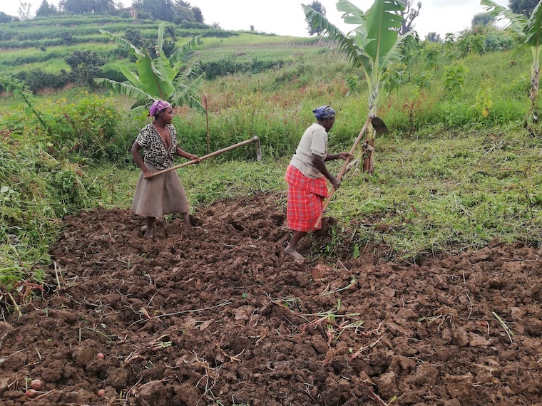 women-tilling-their-gardens-in-kabale