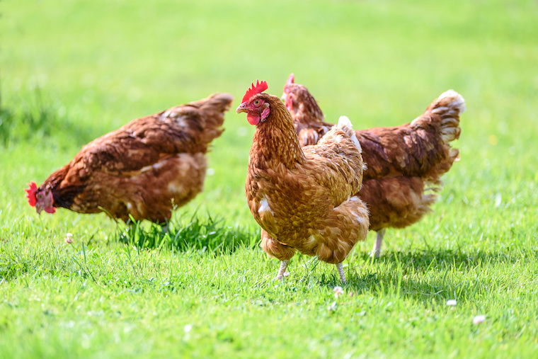cage-free-hens-1