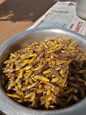 Grasshoppers are finally here, mind your safety