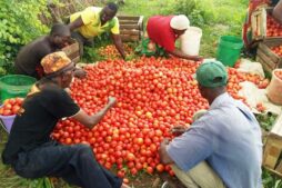 tomatoes-254x169-6
