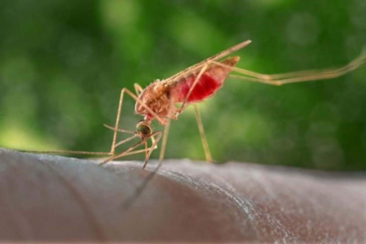 A malaria-free Africa could unlock $16bn in economic growth every year