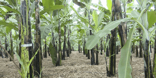 From farm to promised banana goldmine