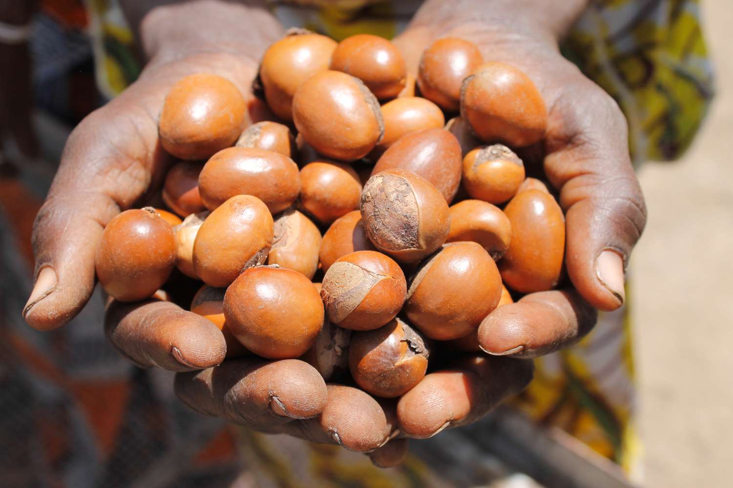 Unique products that Africa can earn billions exporting to the US market