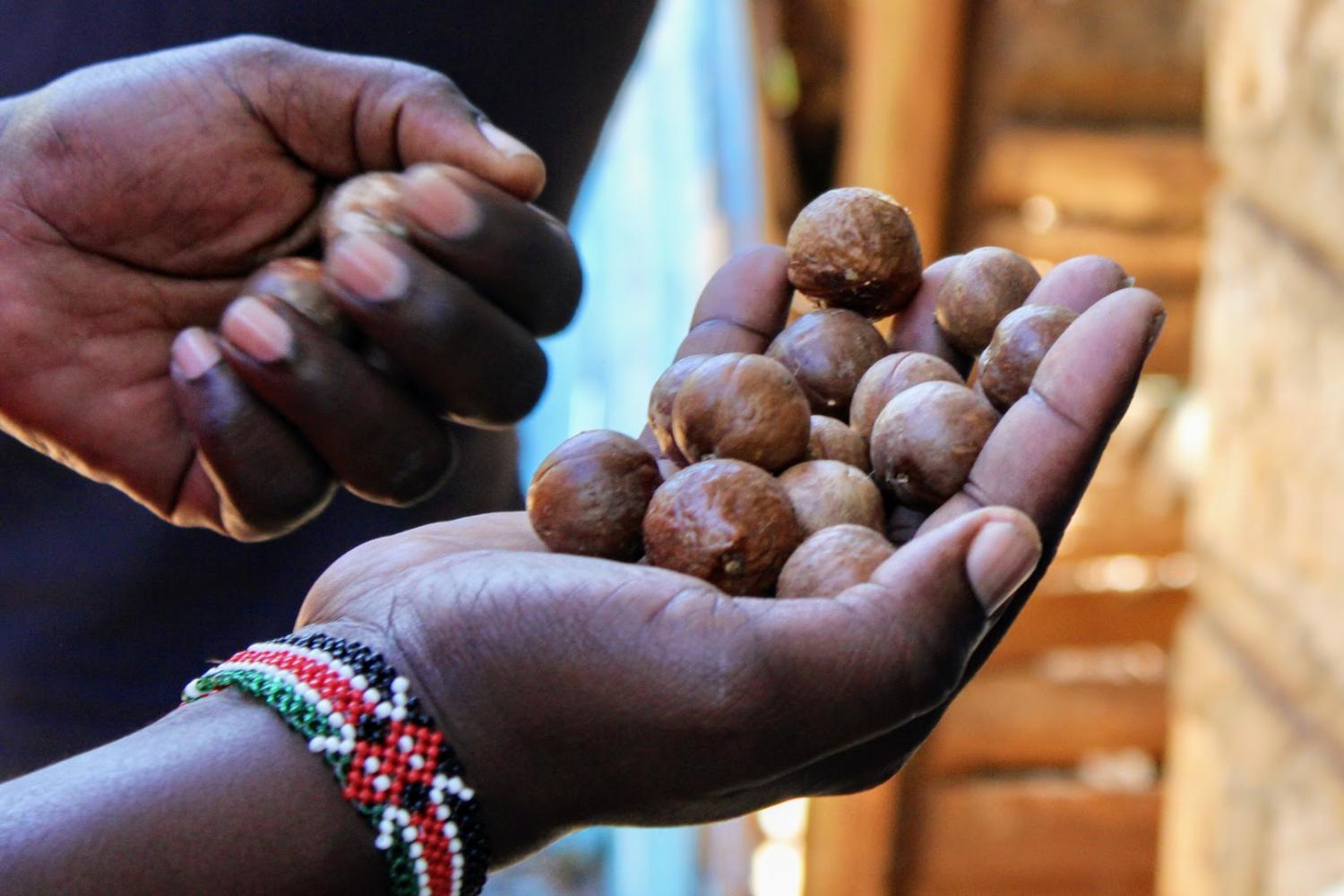 Macadamia lobby groups in Kenya clash over exports ban on raw nuts 2 Macadamia Lobby Groups in Kenya Clash