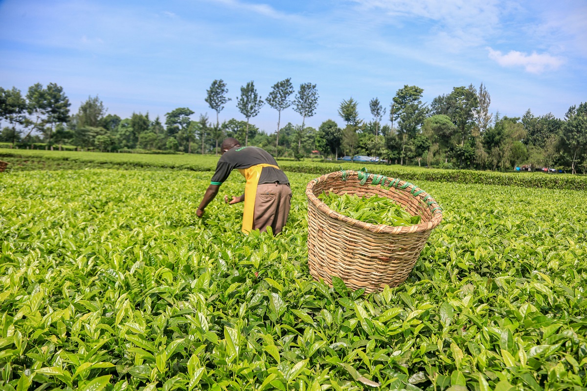 Dry weather spell sours Kenya’s first quarter tea exports