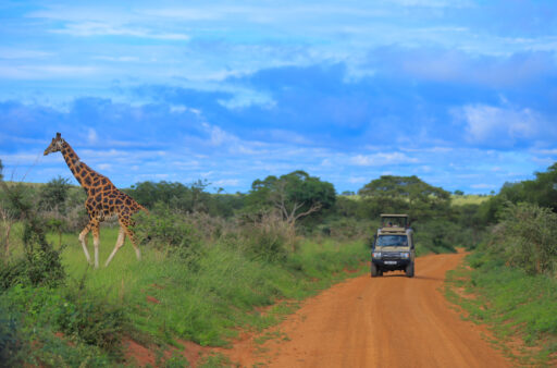 bamboo-3-1-512x338-3