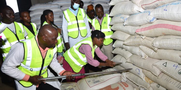 UNBS bans uncertified maize exports in Uganda. New quality standards are set to enhance grain safety, combat aflatoxin, and strengthen the nation's agricultural sector.